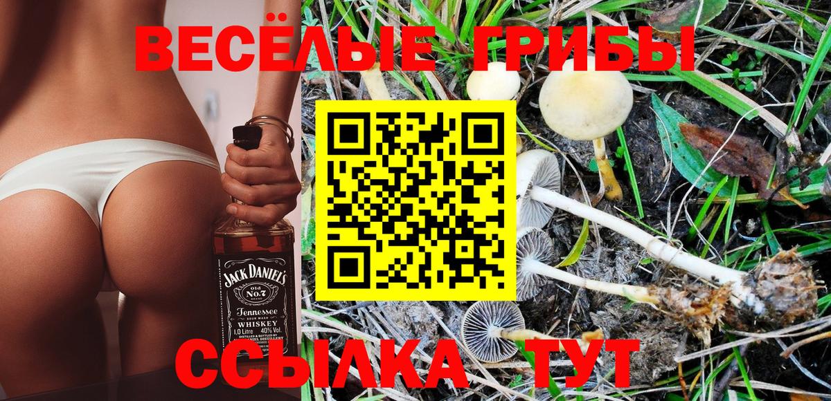 Галлюциногенные грибы Psilocybe Советская Гавань
